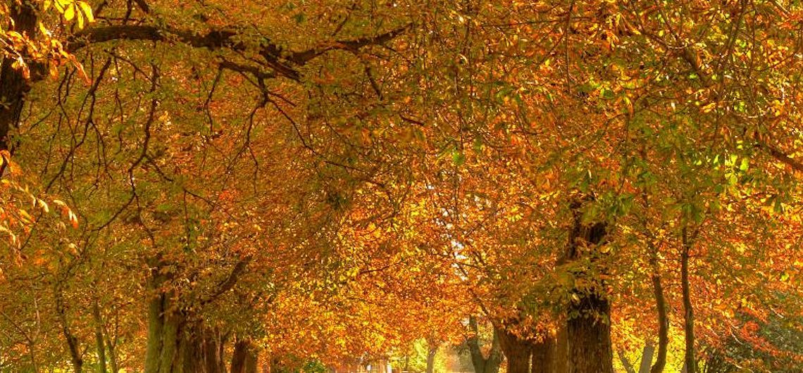 Autumn Birthstone Jewellery and Gemstone Guide